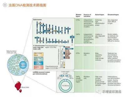 法医DNA检测行业 百亿蓝海市场蓄势待发，技术创新驱动未来